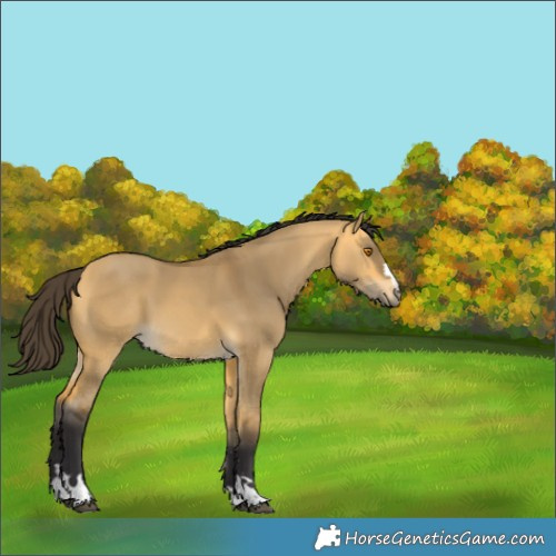 Horse Color:Buckskin Dun 