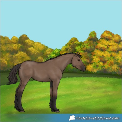 Horse Color:Liver Red Dun Rabicano 