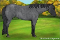 Horse Color:Blue Roan 
