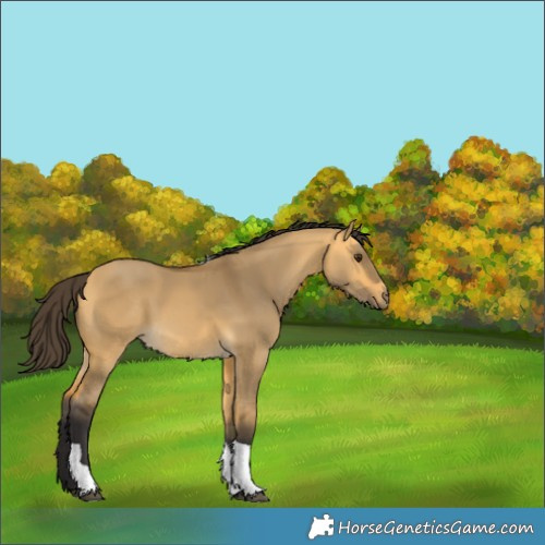 Horse Color:Buckskin Dun Tobiano 