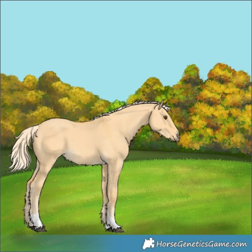 Horse Color:Palomino Dun Tobiano 
