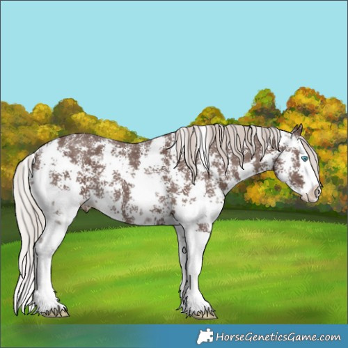 Horse Color:Silver Black Sabino Splash Snowflake Varnish 