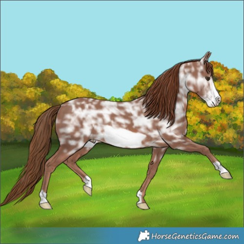 Horse Color:Chestnut Ice Frame Rabicano