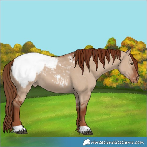 Horse Color:Red Dun Snowcap