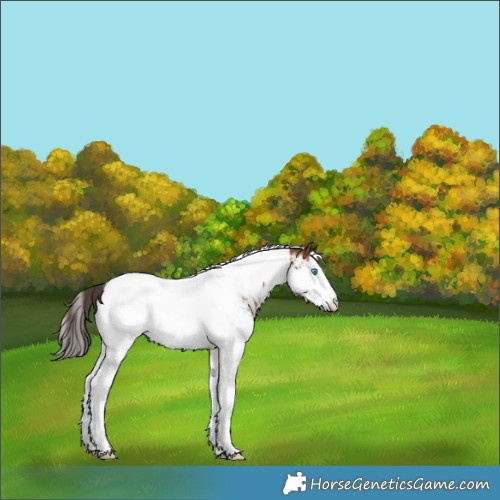 Horse Color:Bay Splash Tobiano Near Fewspot 