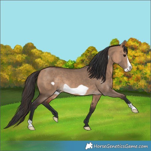 Horse Color:Bay Dun Frame