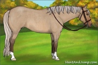 Horse Color:Silver Bay Roan Dun 