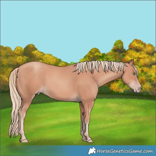 Horse Color:Gold Champagne 