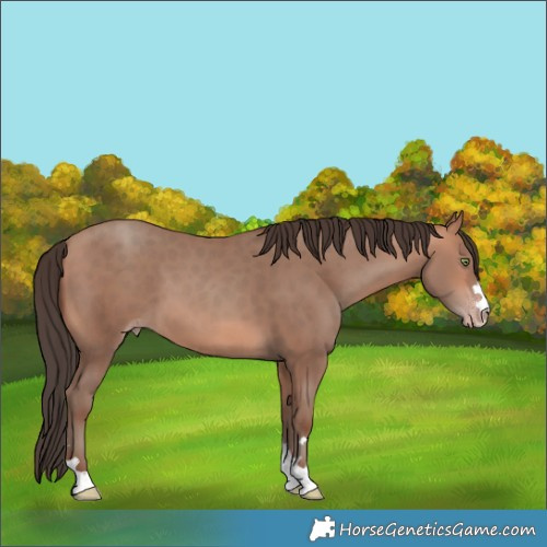 Horse Color:Amber Champagne 