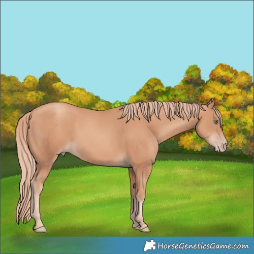 Horse Color:Gold Champagne 