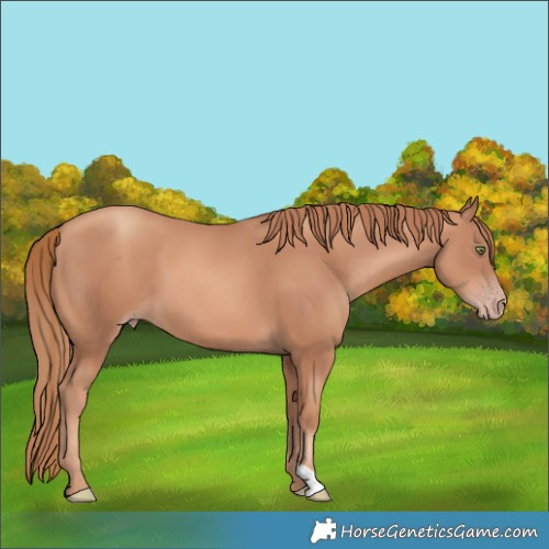 Horse Color:Gold Champagne 