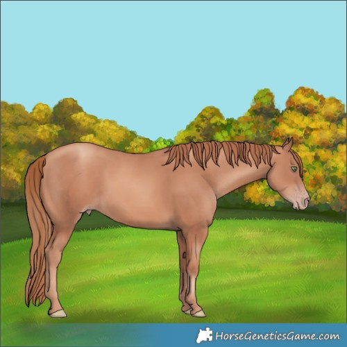 Horse Color:Gold Champagne 