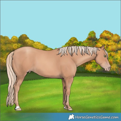 Horse Color:Gold Champagne 