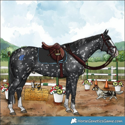 Horse Color:Black Appaloosa Rabicano