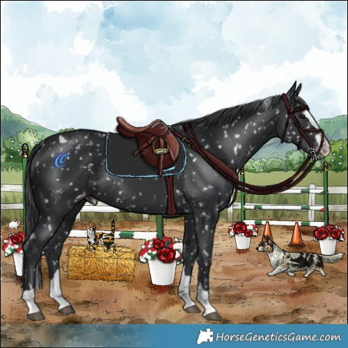 Horse Color:Black Appaloosa Rabicano 