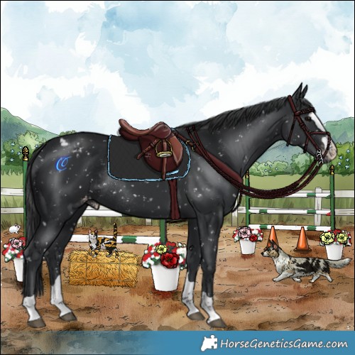 Horse Color:Black Appaloosa Rabicano