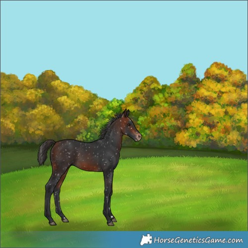 Horse Color:Bay Appaloosa
