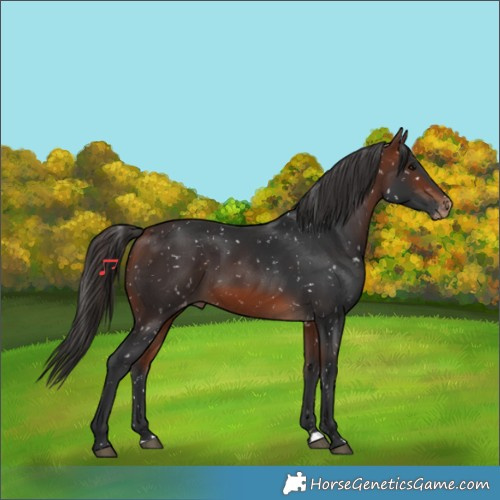Horse Color:Bay Appaloosa 