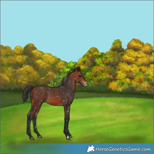 Horse Color:Bay Appaloosa 