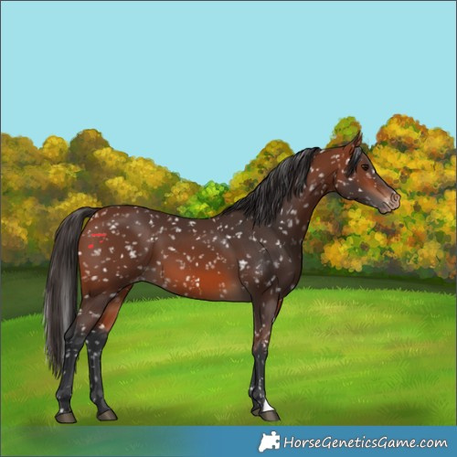 Horse Color:Bay Snowflake Varnish 