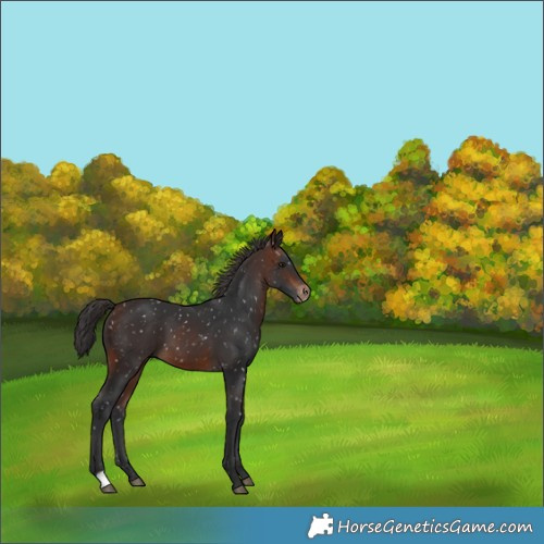 Horse Color:Brown Appaloosa 