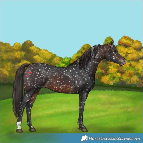 Horse Color:Brown Appaloosa 