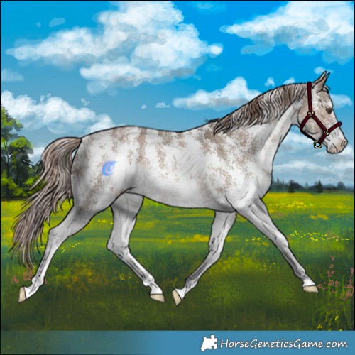 Horse Color:Liver Red Dun Sabino Rabicano Brindle 