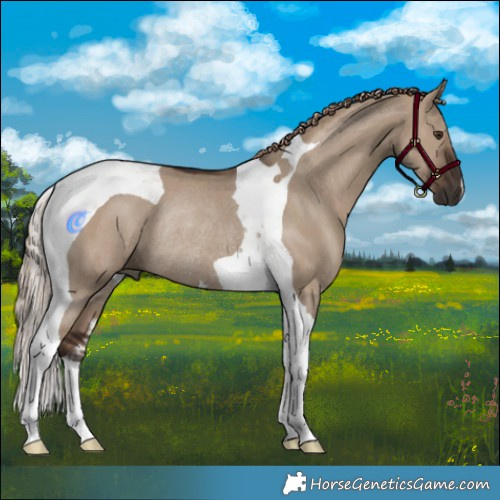Horse Color:Liver Red Dun Tobiano Rabicano 