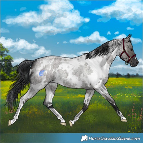 Horse Color:White Spotted Grullo Roan Brindle 