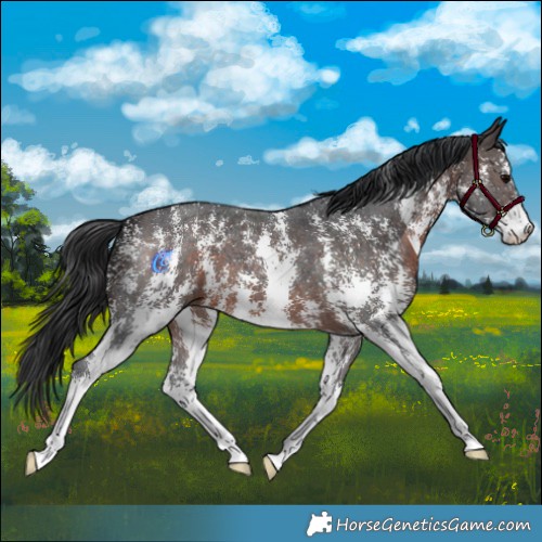 Horse Color:Brown Sabino 