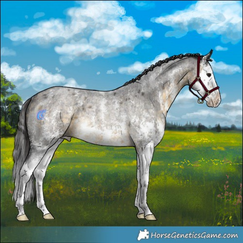 Horse Color:Buckskin Roan Sabino Splash Rabicano