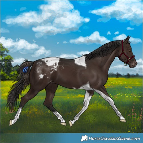 Horse Color:Liver Chestnut Tobiano Appaloosa 
