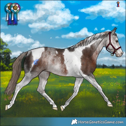 Horse Color:Liver Chestnut Tobiano Rabicano