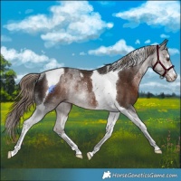 Horse Color:Liver Chestnut Tobiano Rabicano 