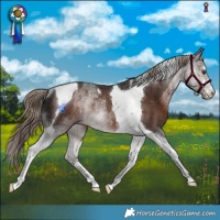 Horse Color:Liver Chestnut Tobiano Rabicano 
