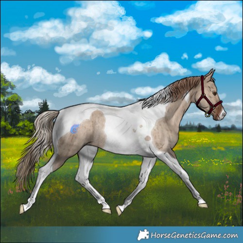 Horse Color:Liver Red Dun Tobiano Rabicano Brindle