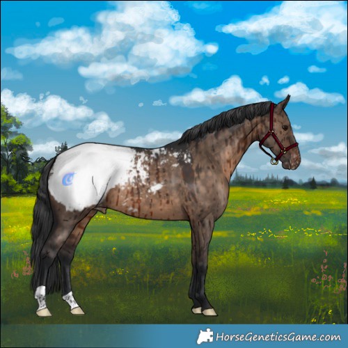 Horse Color:Brown Dun Appaloosa Brindle 