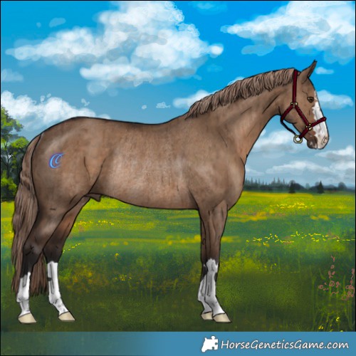 Horse Color:Liver Red Dun Rabicano Brindle 