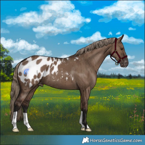 Horse Color:Liver Red Dun Appaloosa Brindle 