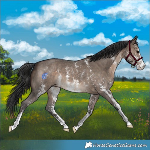 Horse Color:Brown Dun Sabino