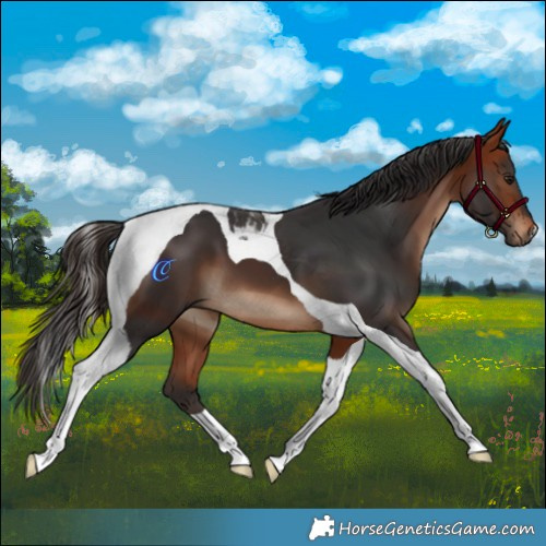 Horse Color:Bay Tobiano 