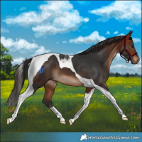 Horse Color:Bay Tobiano 