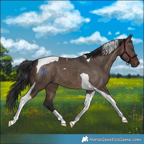 Horse Color:Brown Dun Tobiano