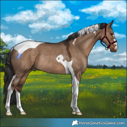 Horse Color:Liver Red Dun Tobiano Rabicano