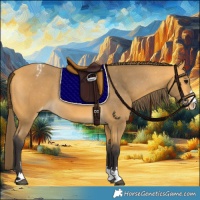 Horse Color:Buckskin Appaloosa 