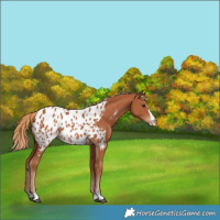 Horse Color:Chestnut Appaloosa