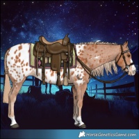 Horse Color:Chestnut Appaloosa