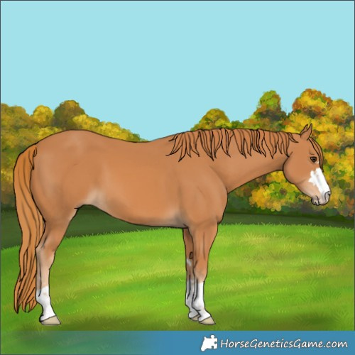 Horse Color:Chestnut 