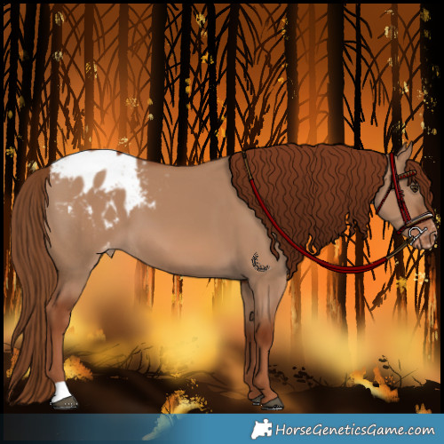 Horse Color:Red Dun Appaloosa 