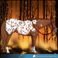 Horse Color:Chestnut Near Leopard 